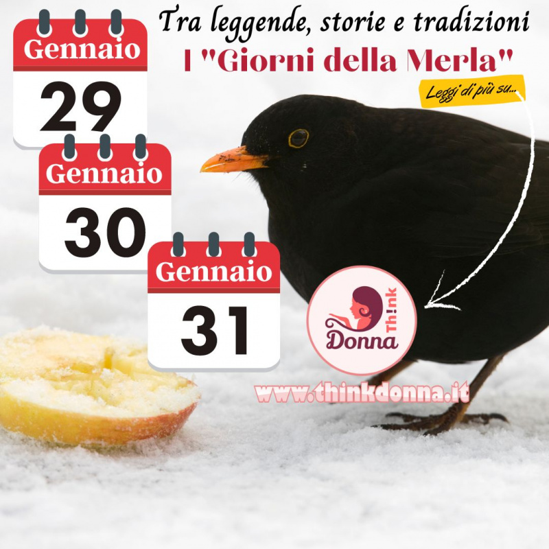 blackbird merla nera sulla neve fetta di mela giorni 29 30 31 gennaio calendario