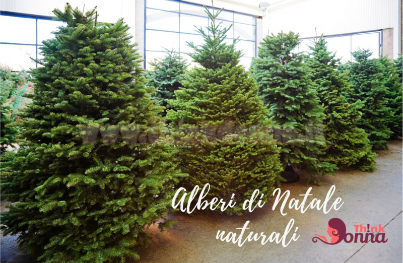 bellissimi alberi abete naturale vivaio per albero di Natale