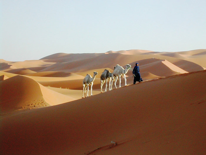 team building location marocco deserto dune cammelli