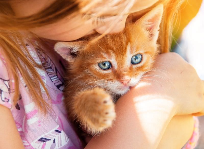 bambina con capelli rossi tiene gattino micio gatto rosso occhi azzurri