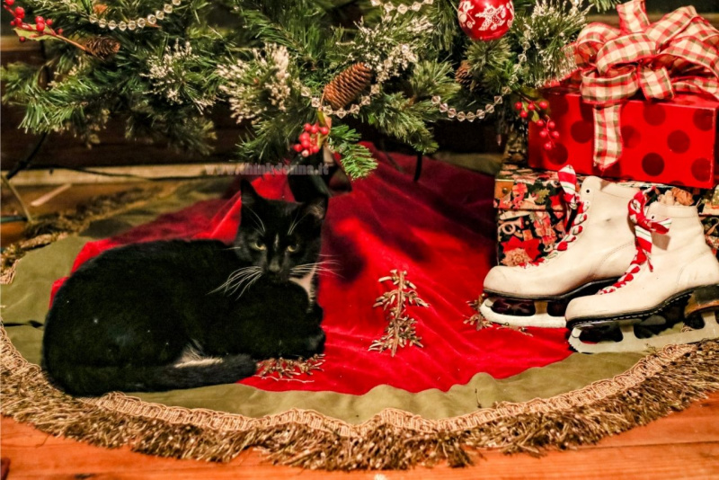 tappeto sotto albero gatto copri base rosso oro decorazioni natalizi pacchi regalo