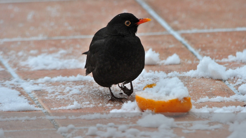 merla nera su pavimento coccio tracce neve fetta di mela