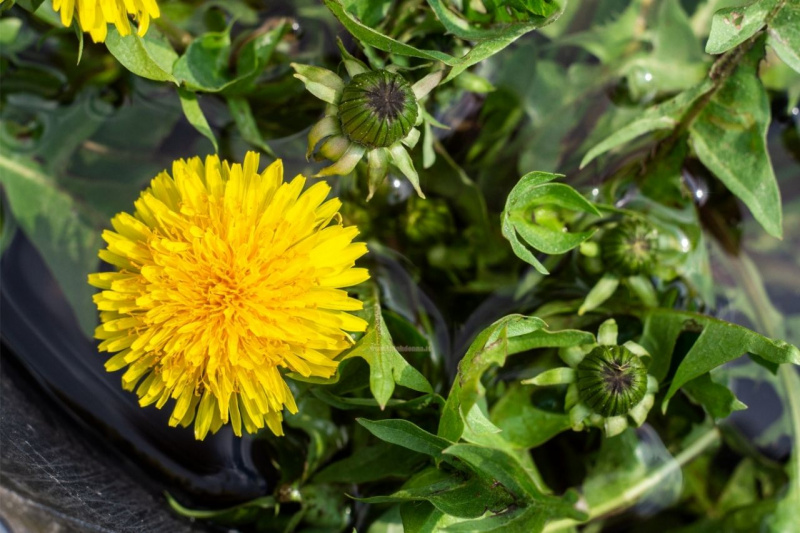 boccioli fiori aperti tarassaco foglie