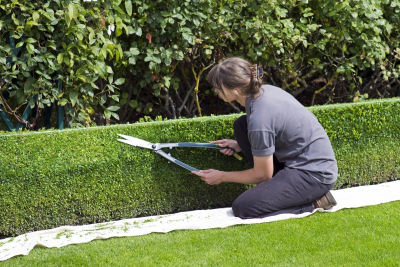  potare siepi topiaria donna giardino