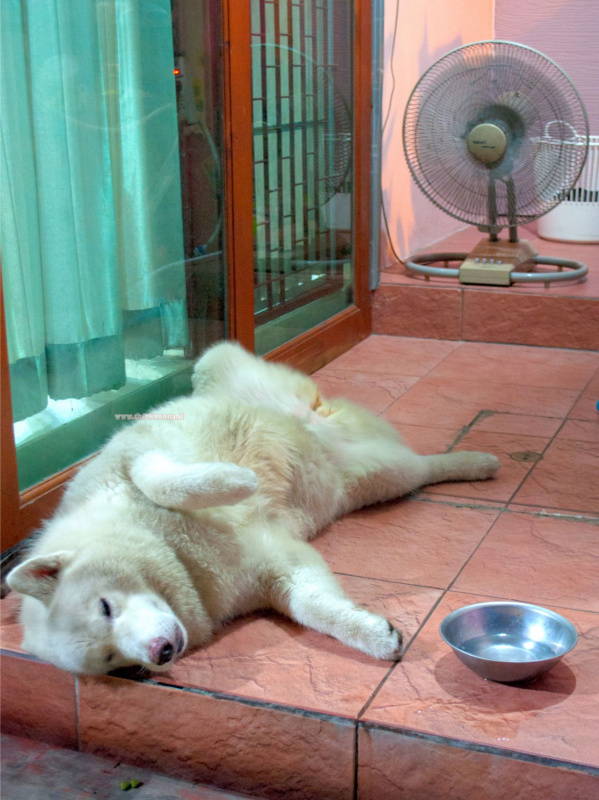 ondata di calore troppo caldo cane sdraiato davanti ventilatore uscio di casa