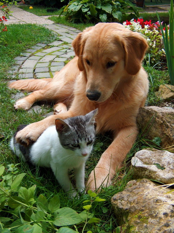 protezione animali cane gatto fresco giardino ondata di calore fiori