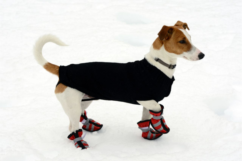 protezione freddo animale domestico cane