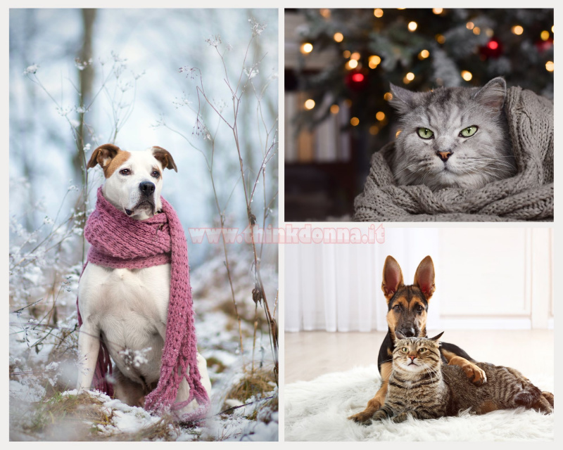 proteggere cani e gatti dal freddo in inverno
