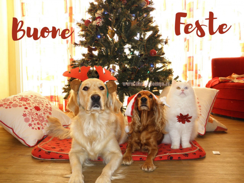 animali domestici periodo natalizio cane gatto tappeto base albero di Natale scritta buone feste