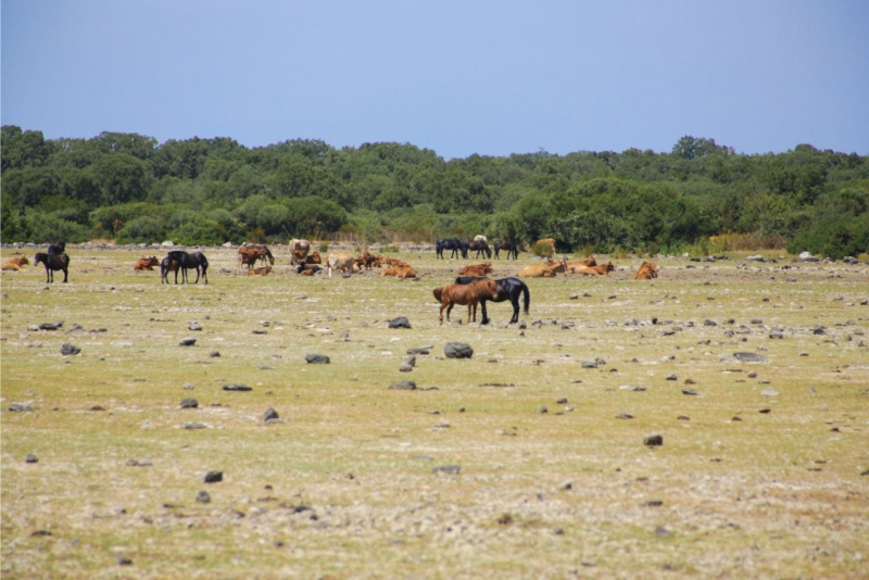 pascolo cavalli natura selvaggia