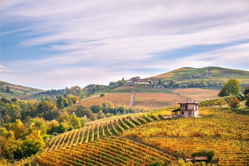 paesaggio piemontese vigna