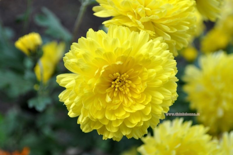 crisantemo giallo