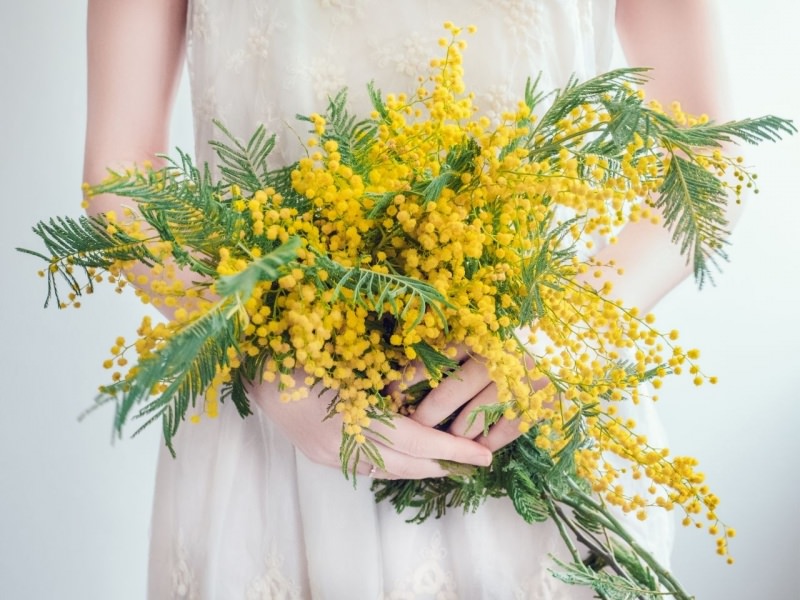 bouquet di mimose tra le mani donna 8 marzo