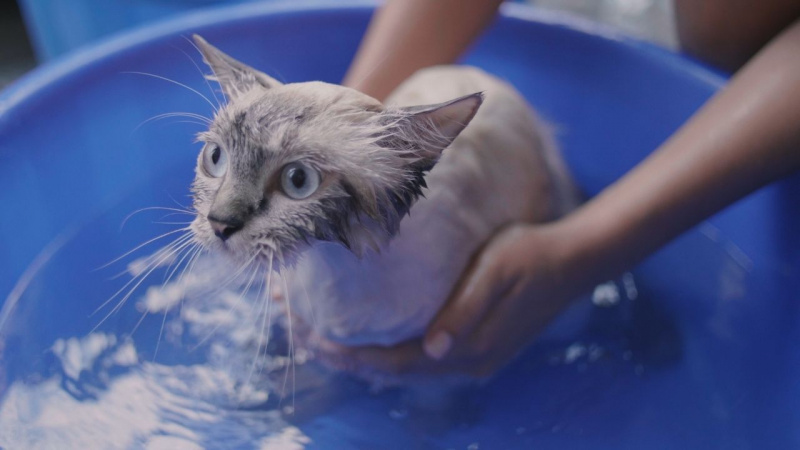 gatto dentro vasca plastica bagno acqua ondata di calore