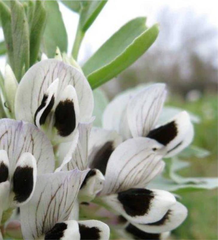 fiore di fava bianco nero