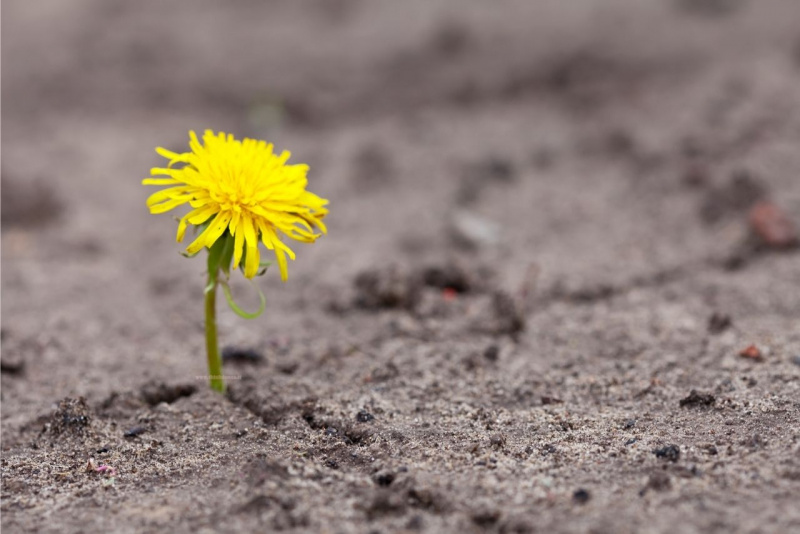 fiore tarassaco giallo cresce fessura asfalto