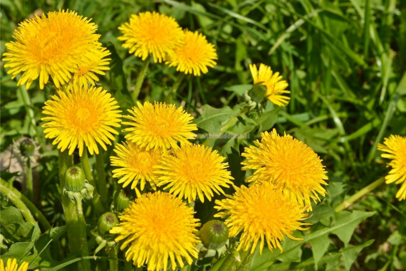 tarassaco fiori giallo prati erba spontanea