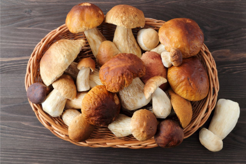 cesta di funghi porcini