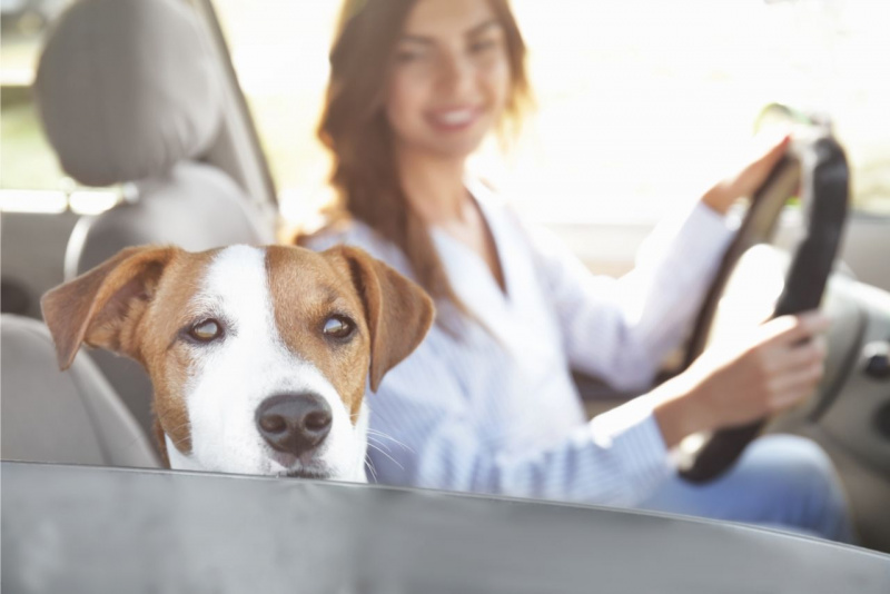 ondata di calore cane in auto protezione donna sorridente al volante