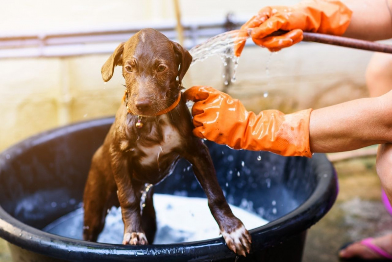 ondata di calore tubo acqua rinfresca cane protezione idratazione cucciolo