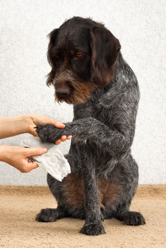 cane guarda la sua zampa che viene pulita con salvietta umidificata