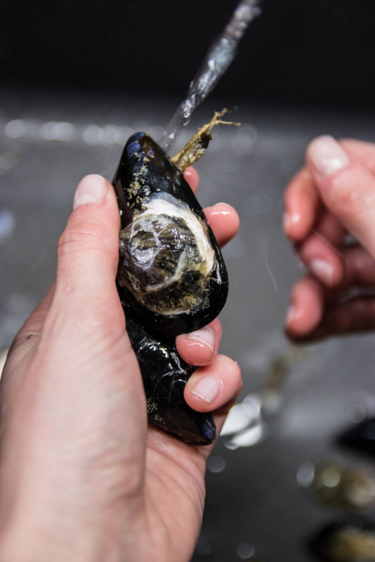 eliminare bisso filamento alga dalla cozza