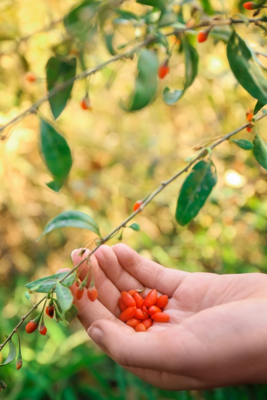 ramo con foglie bacche goji rosse 