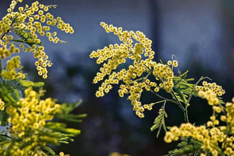 fiori di mimosa gialli sfondo blu