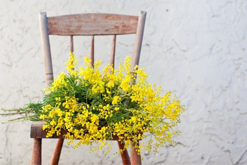 8 marzo bouquet fiori mimosa su sedia vintage