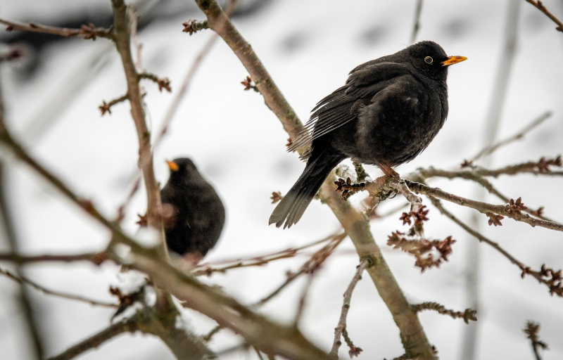 merli neri blackbird rami secchi neve