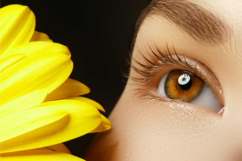 occhio marrone castano fiore giallo margherita