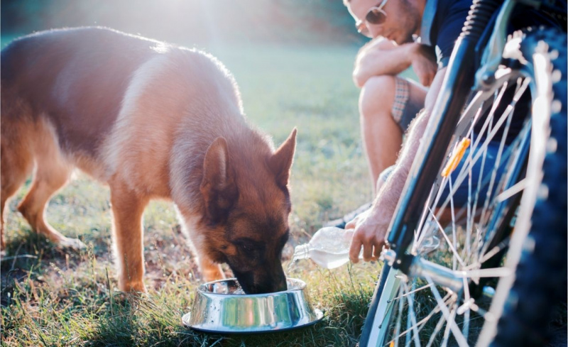 idratazione protezione animali cane sete ondata di calore