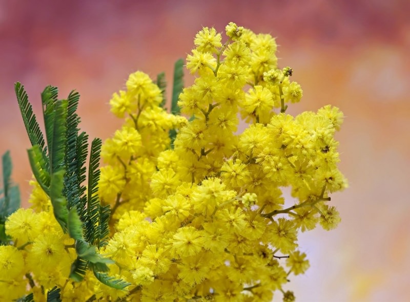 ramoscello di mimosa simbolo 8 marzo donna