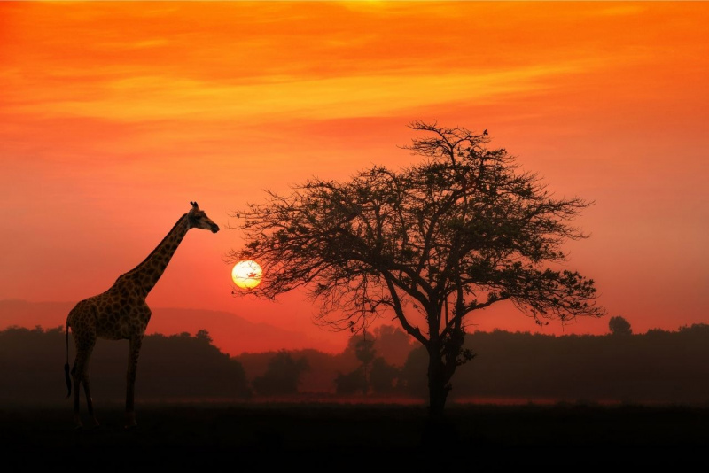 giraffa sole tramonto cielo rosso albero Kenya