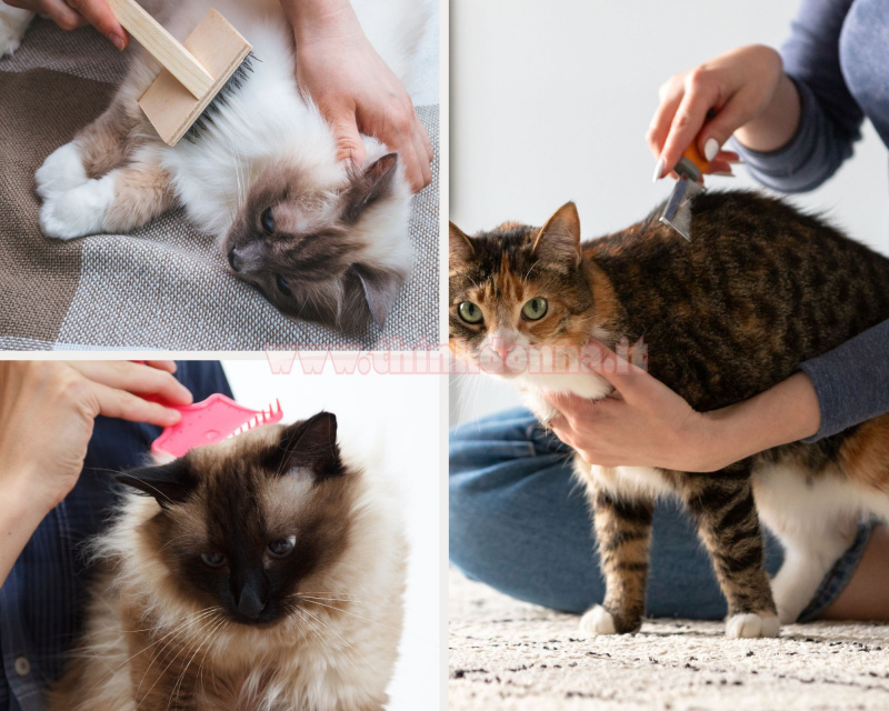 pulire pelo gatto spazzola