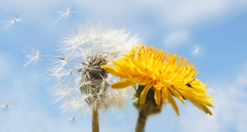 fiore tarassaco giallo soffione vola