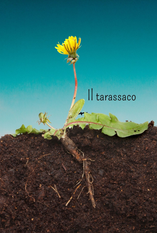 tarassaco radice fiore terra cielo