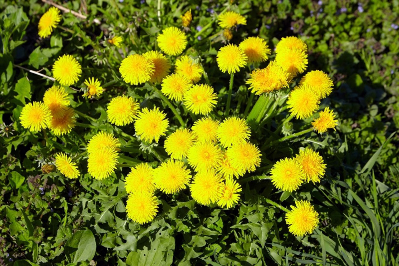 boccioli fiori foglie tarassaco giallo