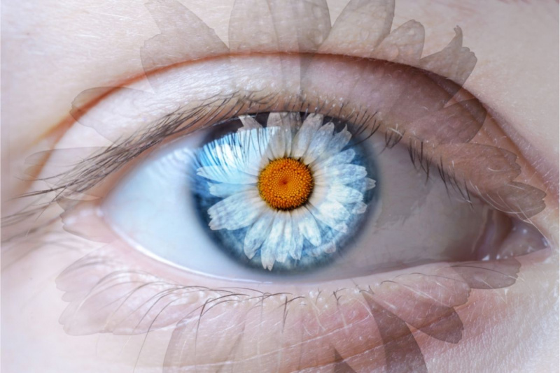 fiore camomilla iride occhio azzurro