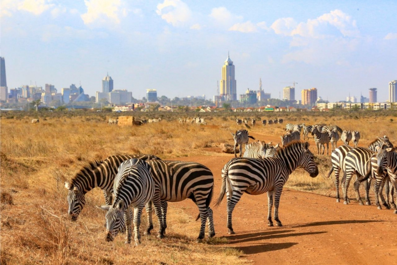 Nairobi zebre Kenya